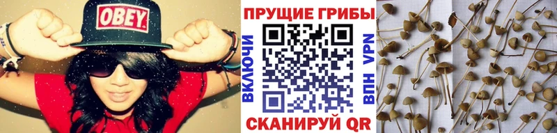 Псилоцибиновые грибы Psilocybe  Тайшет 